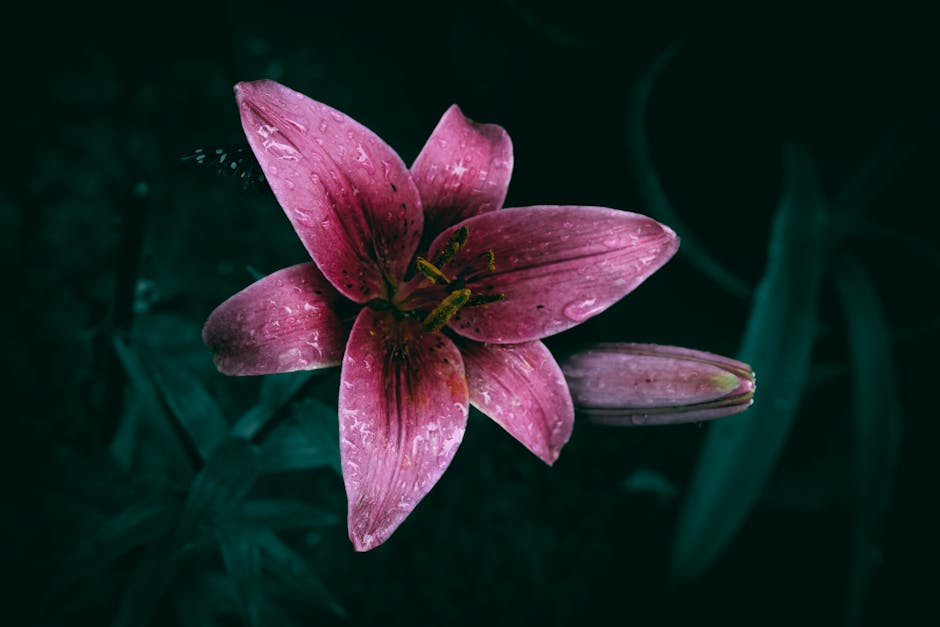 Close-up of a pink lily flower with water droplets, captured outdoors in vivid detail.