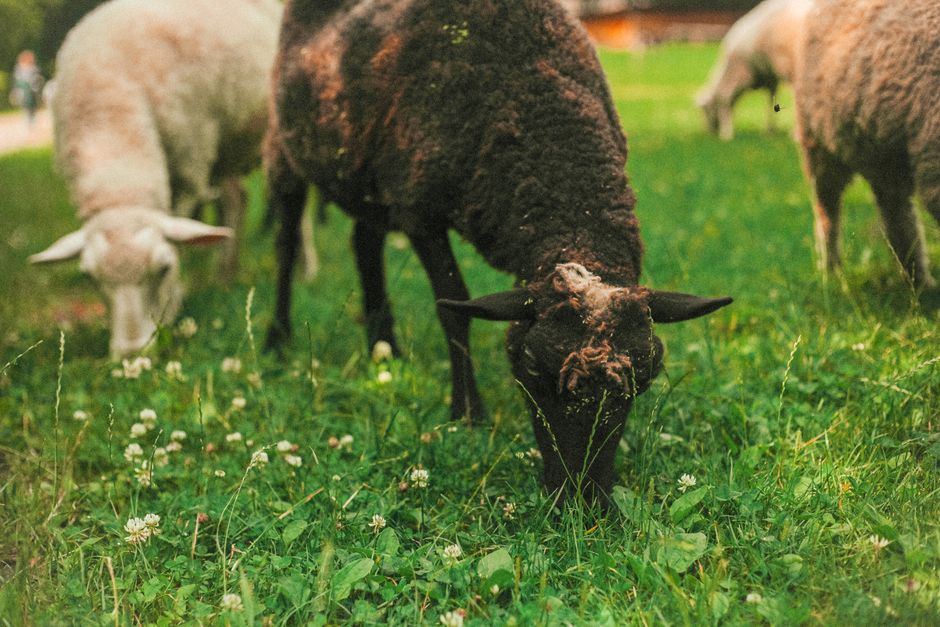 Close-up of sheep grazing in a lush green field on a sunny day.