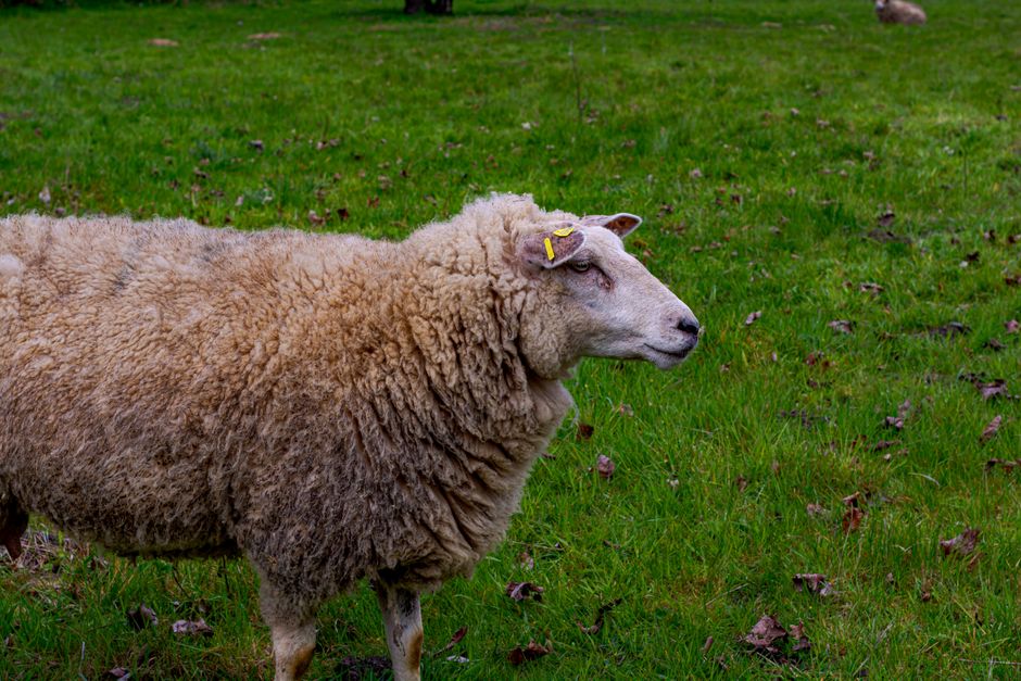 A sheep with thick wool grazes peacefully in a lush green pasture in Coesfeld, Germany.