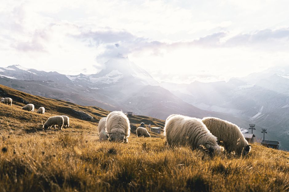 Cashmere Vs Merino Wool Warmer Durable Fall: Cashmere vs. Merino Wool: Which Is Warmer and More Durable for Fall