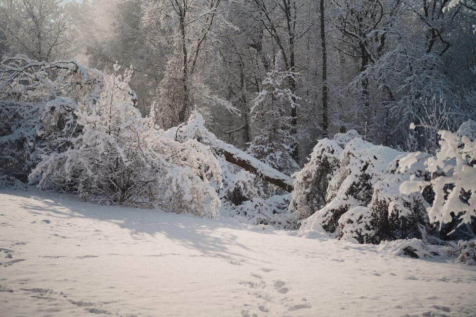 Serene winter forest landscape with snow-covered trees in daylight.
