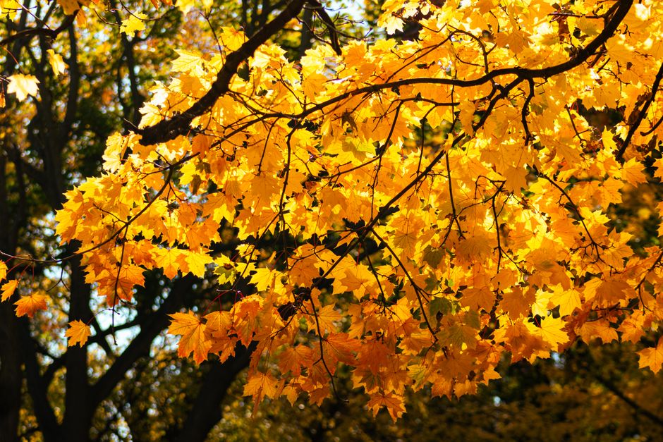 Vibrant golden maple leaves in Toronto, capturing the essence of fall.