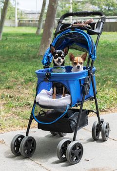 How to Choose the Perfect Dog Stroller for Large Breeds with PAWZIDEA: A Complete Buyer’s Guide